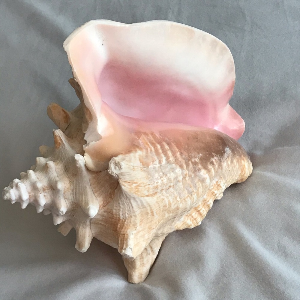 Interior accessory Seashell - Picture 2 of 4